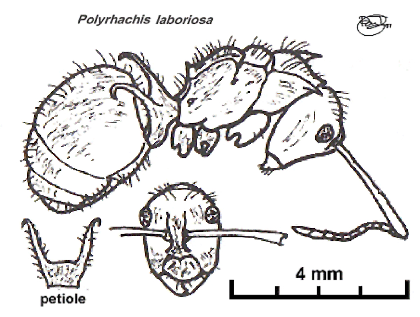 {Polyrhachis laboriosa}