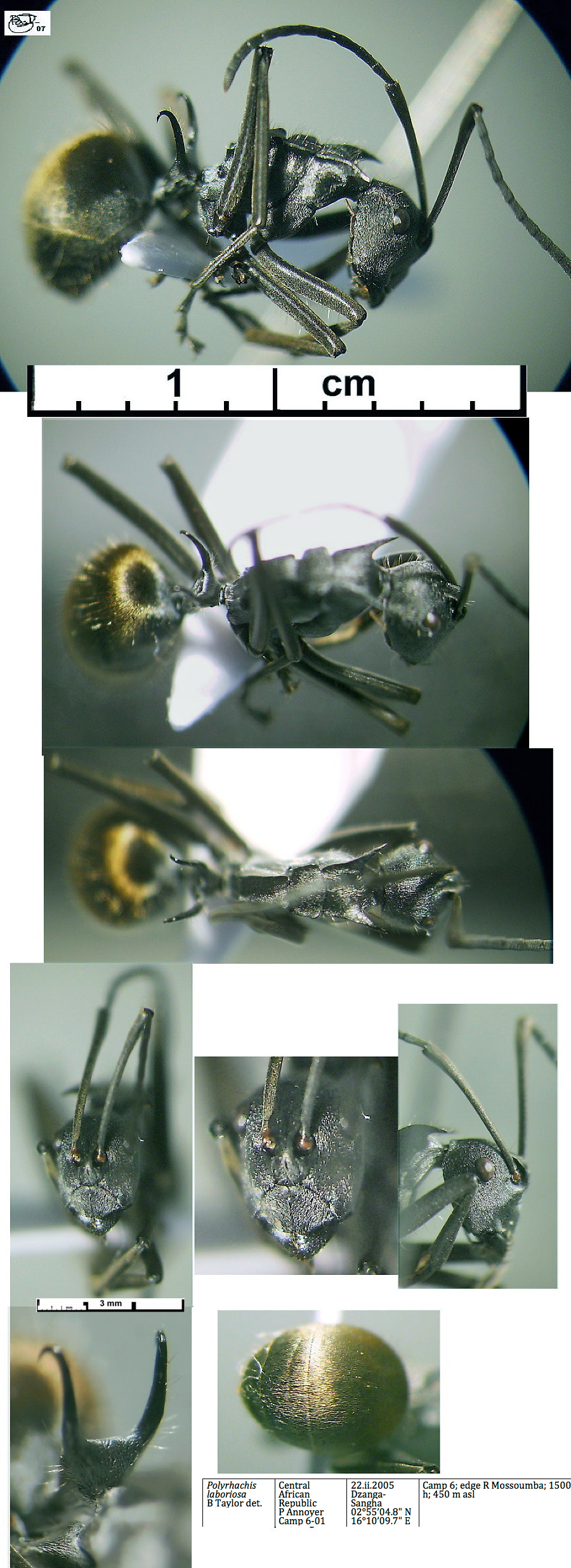 {Polyrhachis laboriosa}