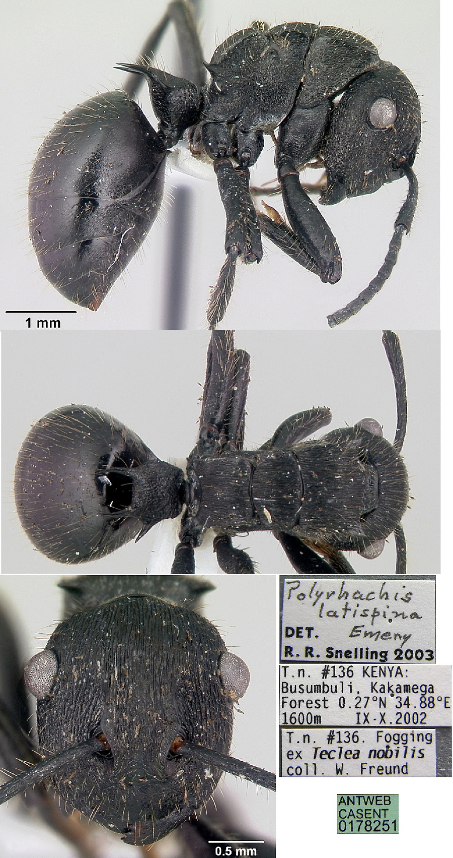 {Polyrhachis latispina}