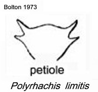 {Polyrhachis limitis
