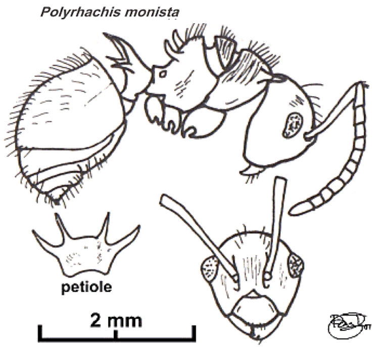 {Polyrhachis monista }