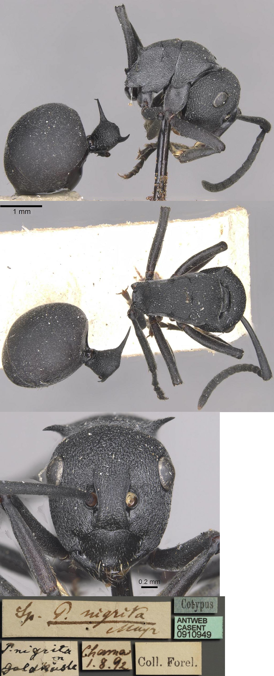 Polyrhachis nigrita