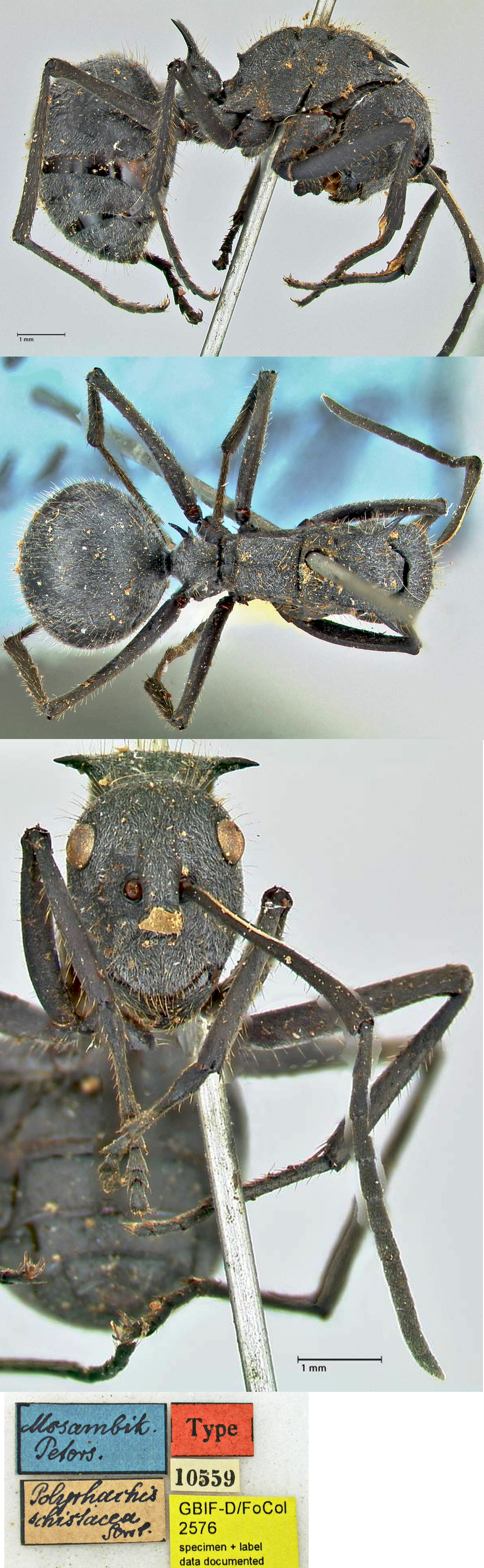 Polyrhachis schistacea