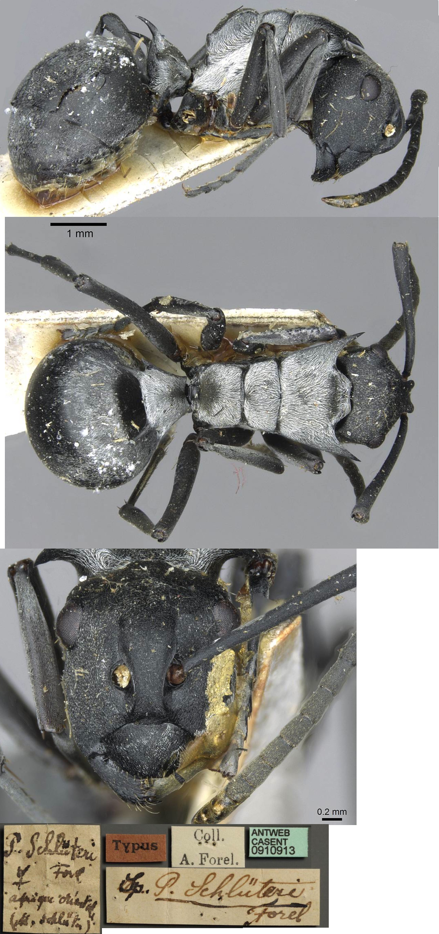 {Polyrhachis schlueteri}