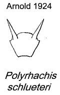 {Polyrhachis schlueteri petiole}