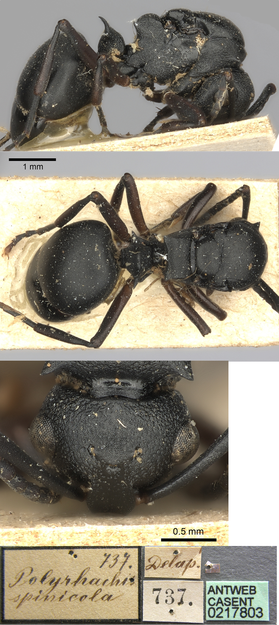 {Polyrhachis spinicola}