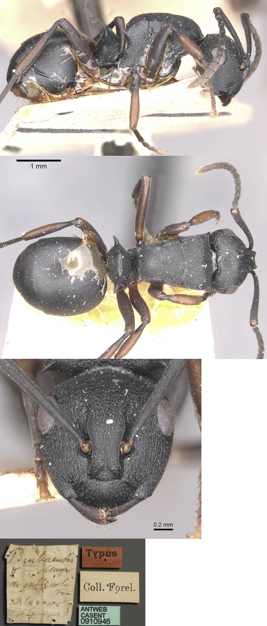{Polyrhachis spinicola}