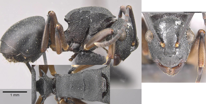 Polyrhachis spinicola