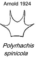 {Polyrhachis spinicola petiole}