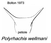 {Polyrhachis wellmani}