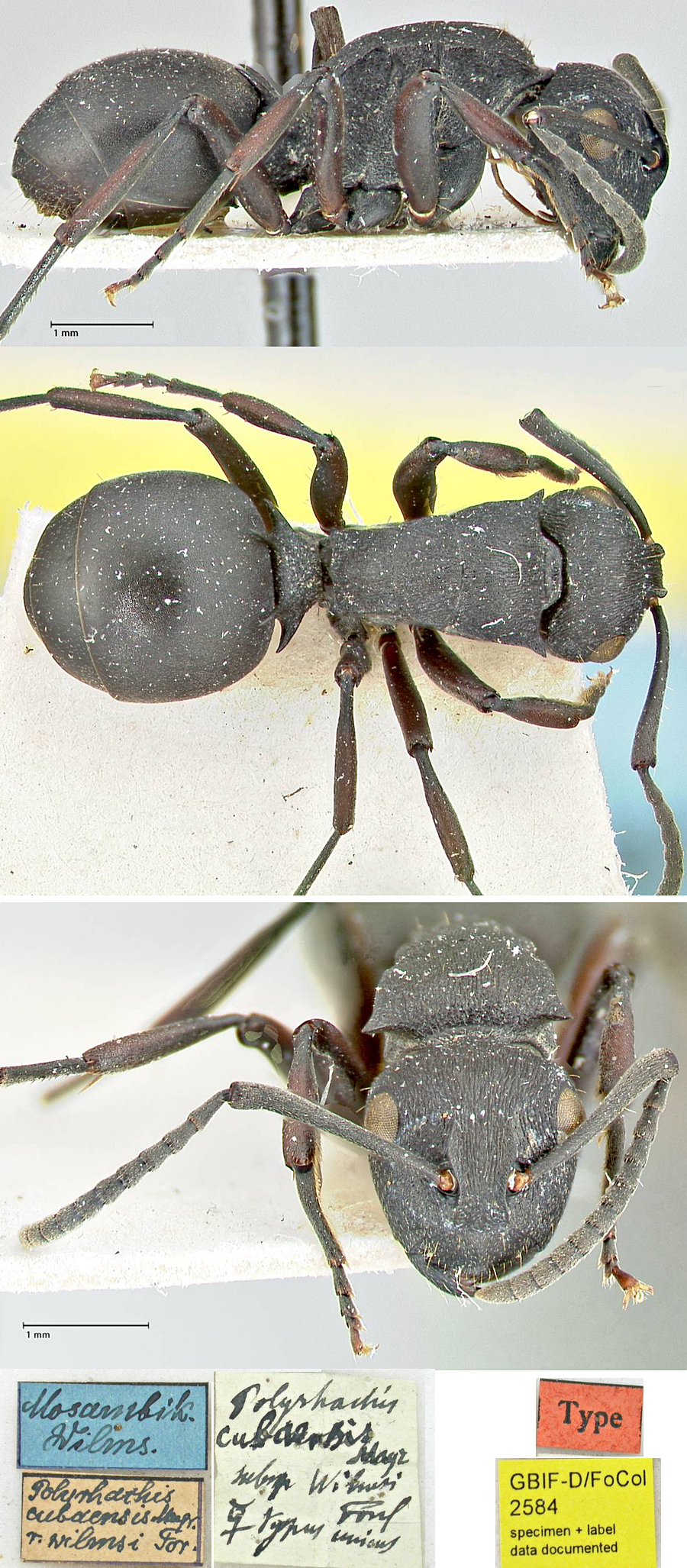 Polyrhachis wilmsi