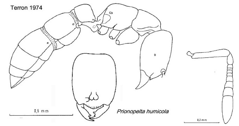 {Prionopelta humicola}