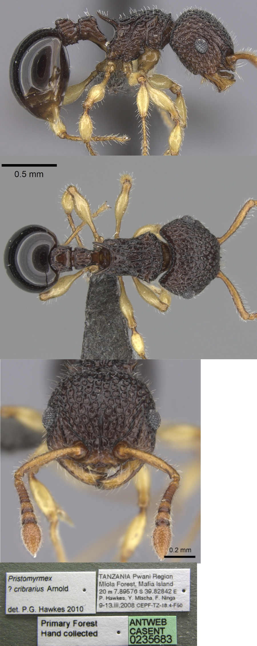 {Pristomyrmex cribrarius}