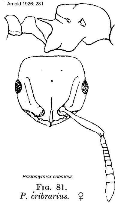 {Pristomyrmex cribrarius queen}