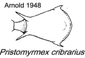 {Pristomyrmex cribrarius}