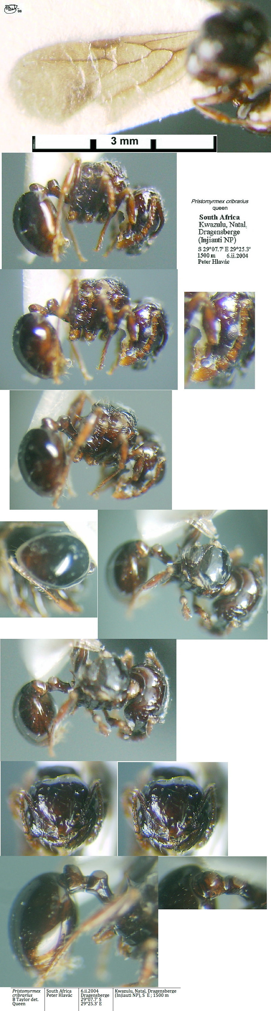 {Pristomyrmex cribrarius queen}