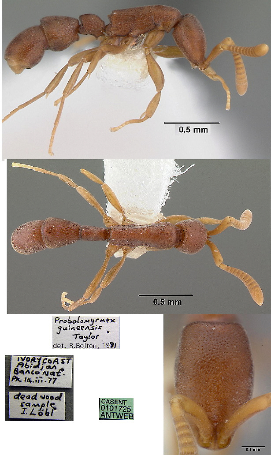 {Probolomyrmex guineensis}