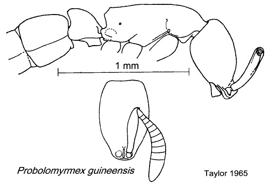 {Probolomyrmex guineensis}