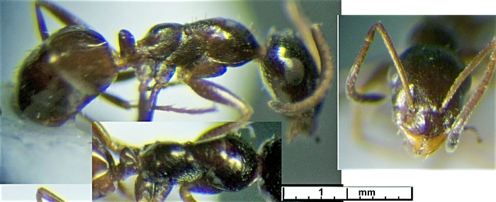 Proformica ferreri