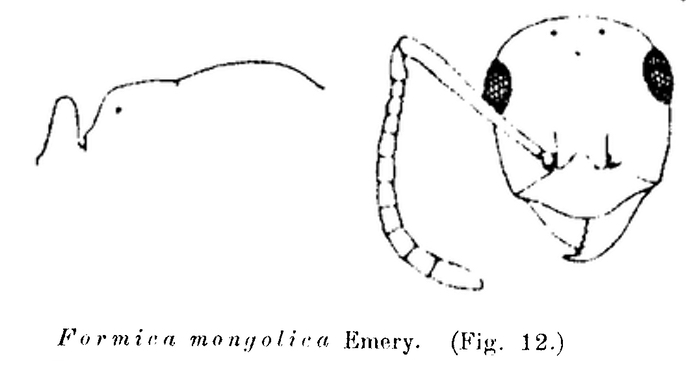 Proformica mongolica