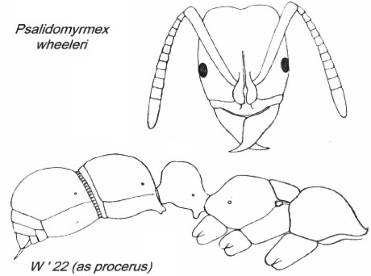 {Psalidomyrmex wheeleri}