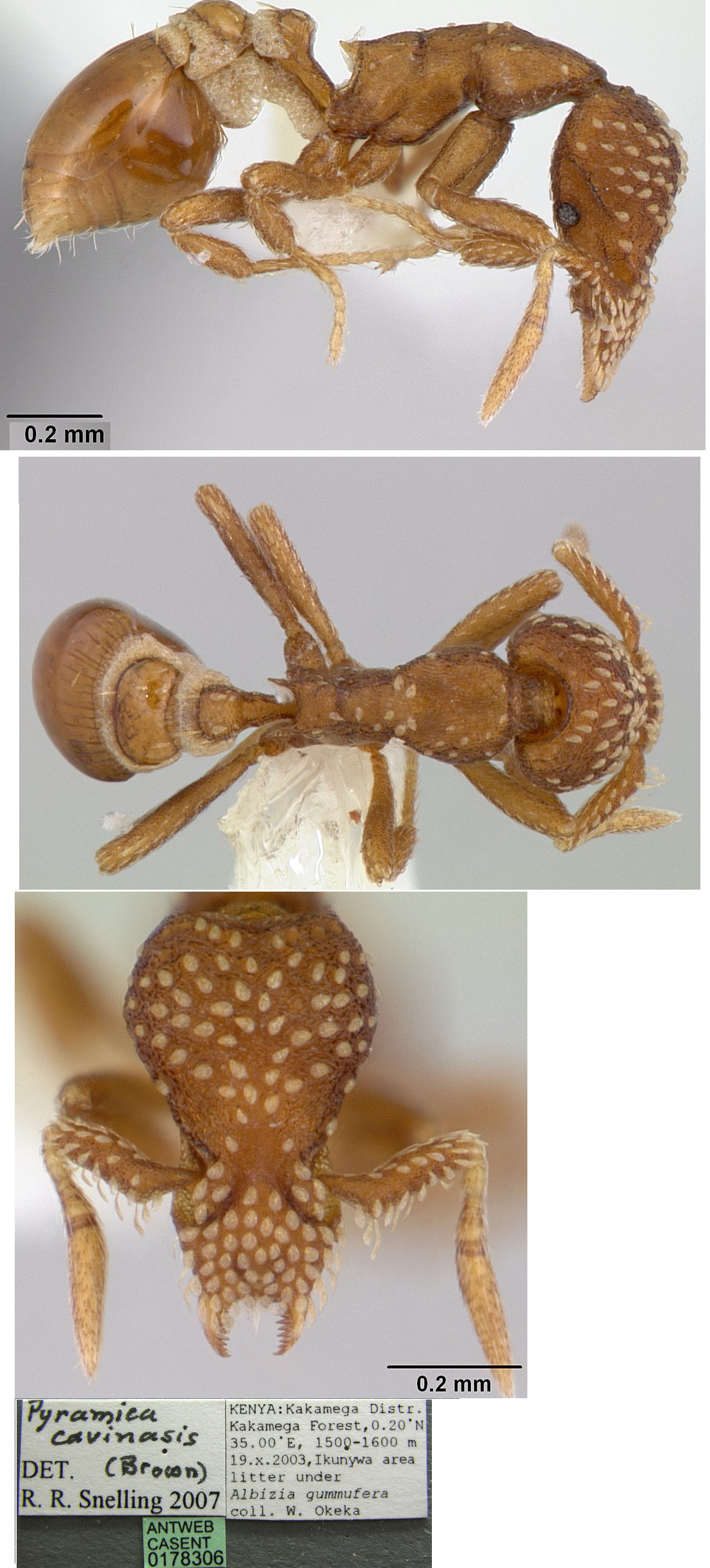 Pyramica (Smithistruma) cavinasis