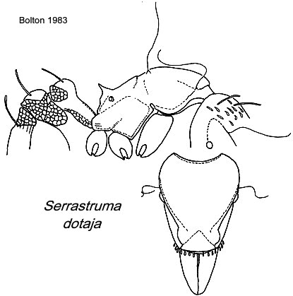 {Pyramica (Serrastruma) dotaja}