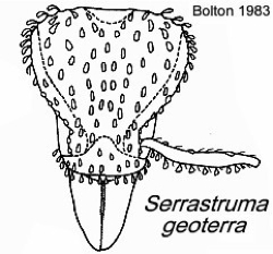 {Pyramica (Serrastruma) geoterra}