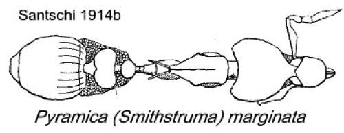 {Pyramica (Smithistruma) marginata}