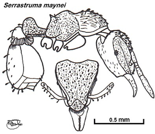 {Pyramica (Serrastruma) maynei}