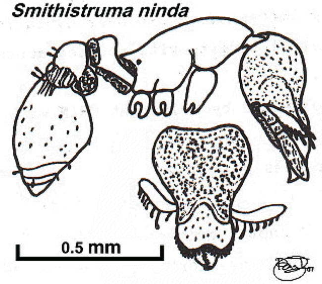 {Pyramica (Smithistruma) ninda}