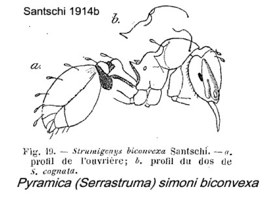 {Pyramica simoni biconvexa}