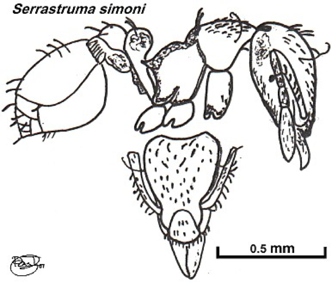 {Pyramica (Serrastruma) simoni}