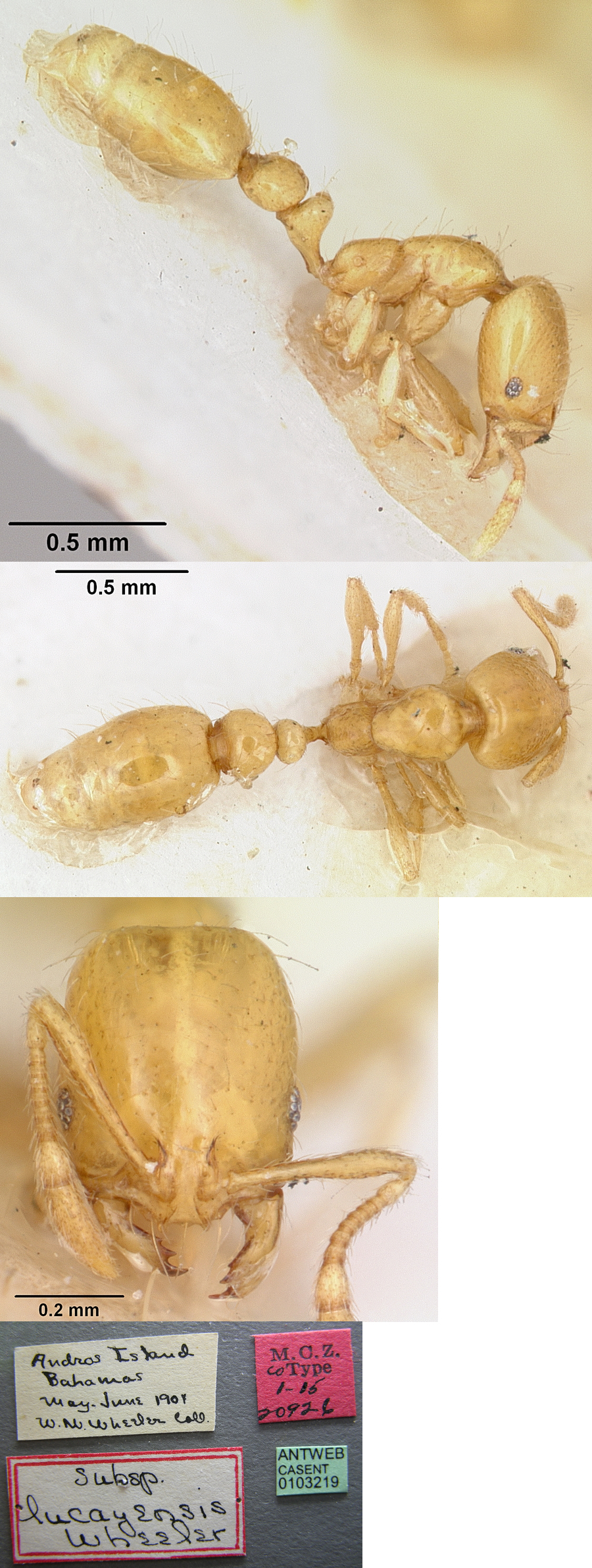 Solenopsis lucayensis