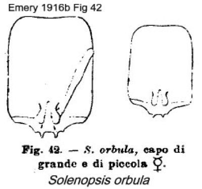 {Solenopsis orbula}