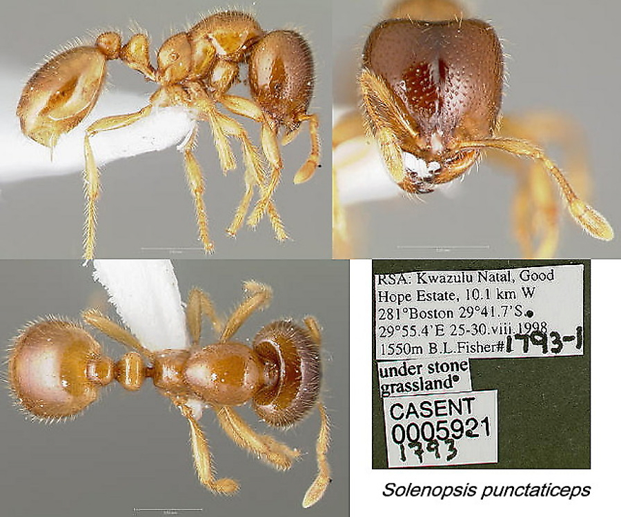 {Solenopsis punctaticeps}