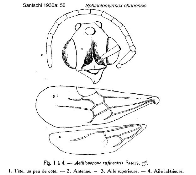 Sphinctomyrmex chariensis male