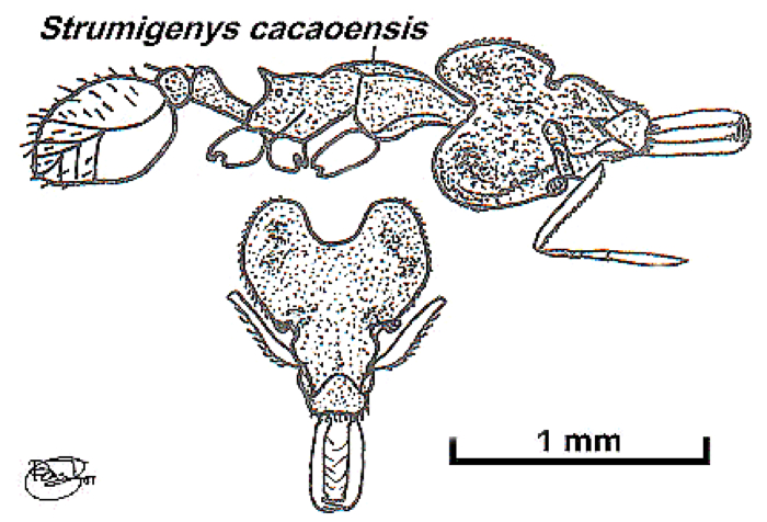 {Strumigenys cacaoensis}