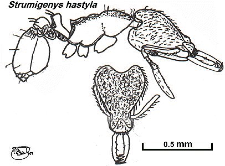 {Strumigenys hastyla}