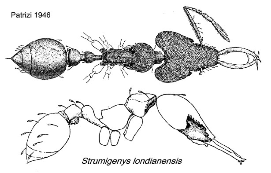 {Strumigenys londianensis}