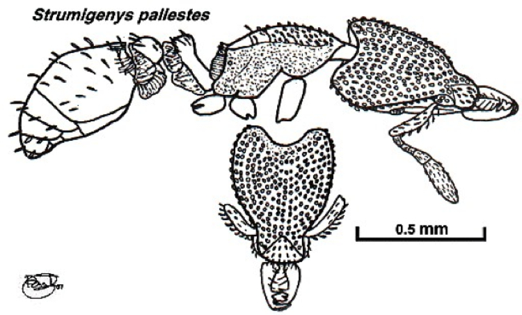 {Strumigenys pallestes}