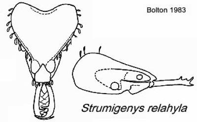 {Strumigenys relahyla}