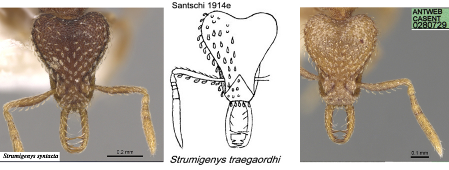 comparison