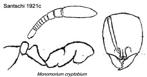 {Syllophopsis cryptobia}