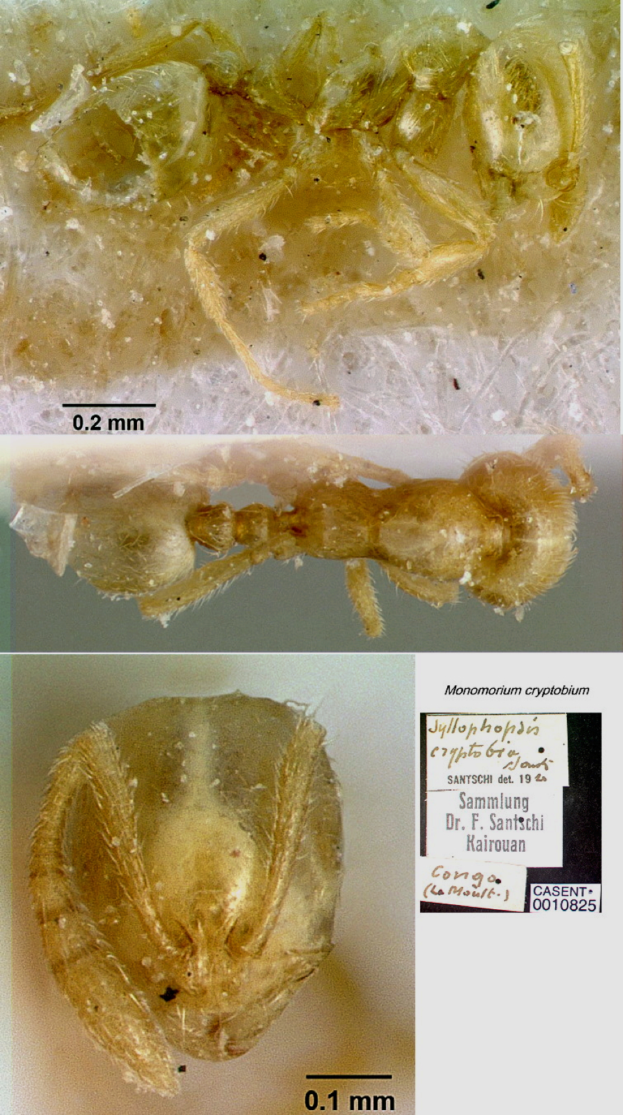 {Syllophopsis cryptobia type worker}