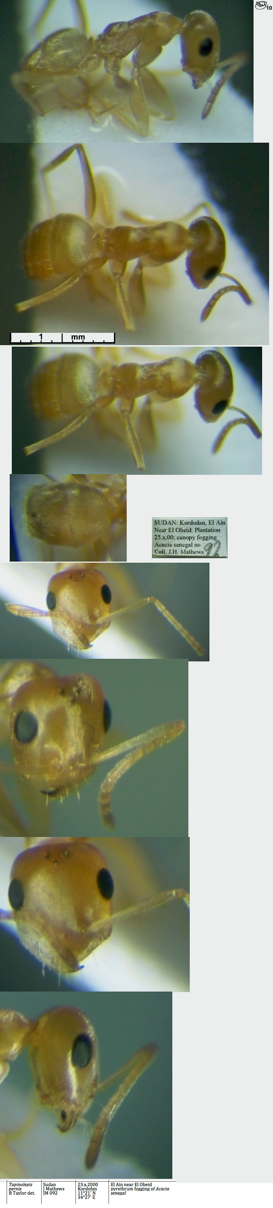 Tapinolepis pernix