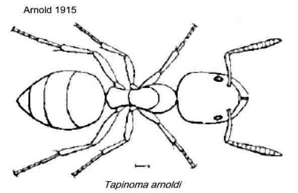 {Tapinoma arnoldi}