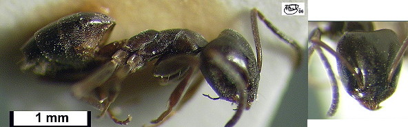 Tapinoma simrothi