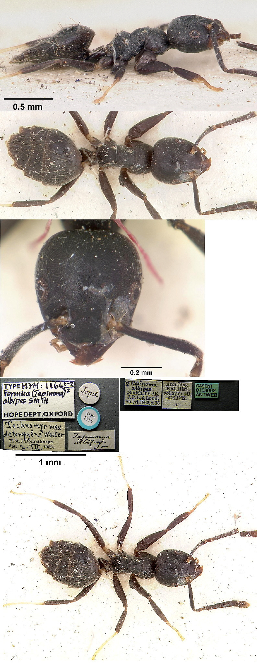 {Technomyrmex albipes type specimen}