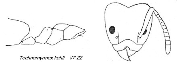 {Technomyrmex kohli}